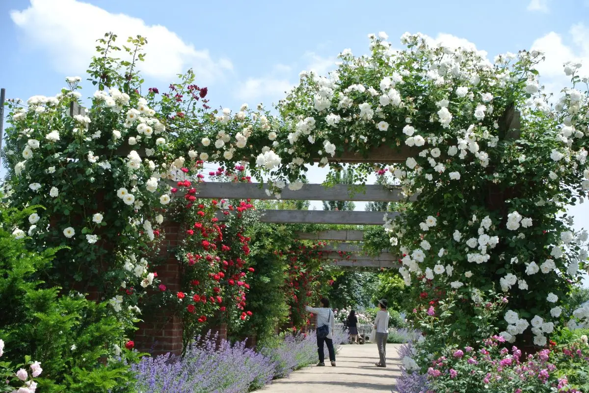 Mitsuke English Garden