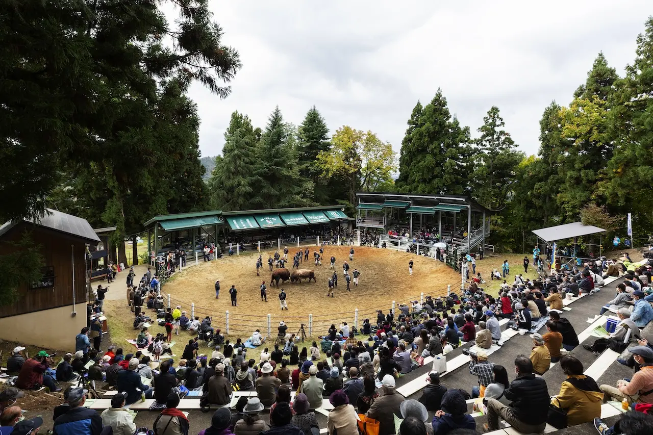 Bull Fighting (Ojiya, Yamakoshi)