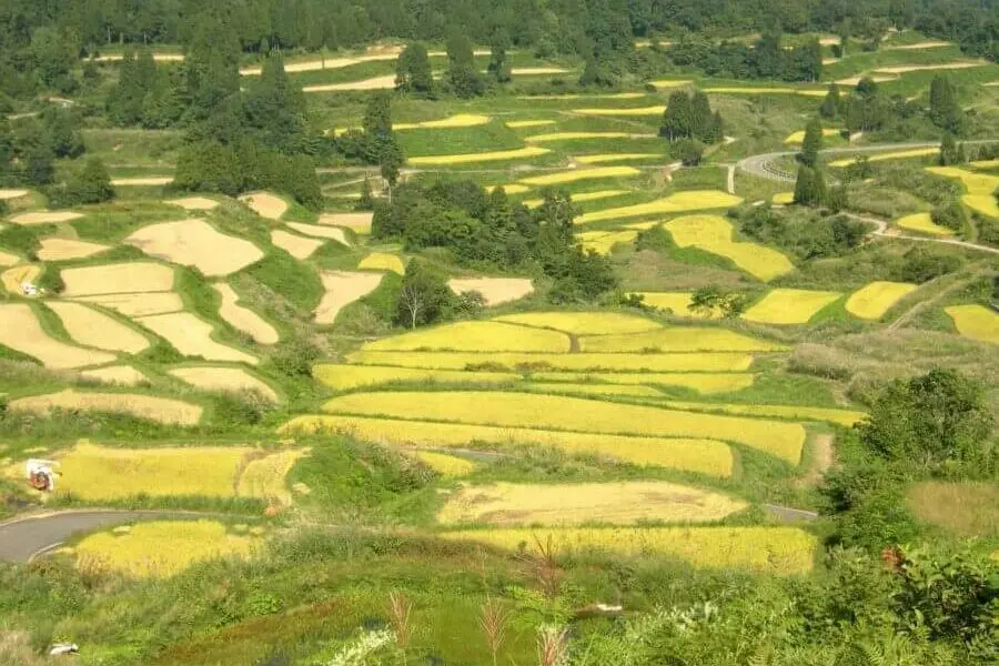 Rice Terrace Trekking