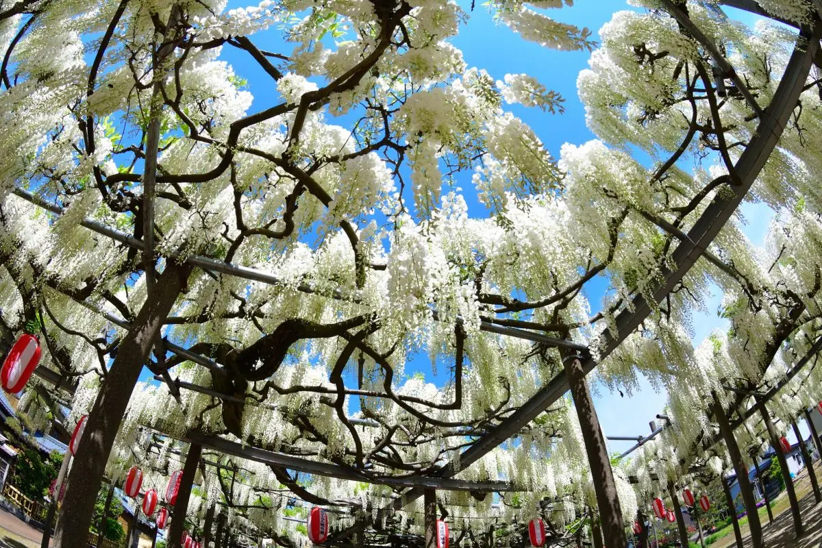 The Great White Wisteria of Hachioji