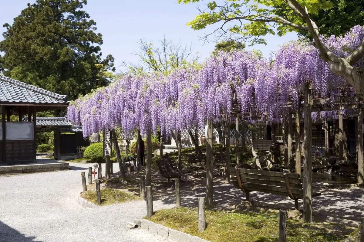Northern Culture Museum and Ito Estate