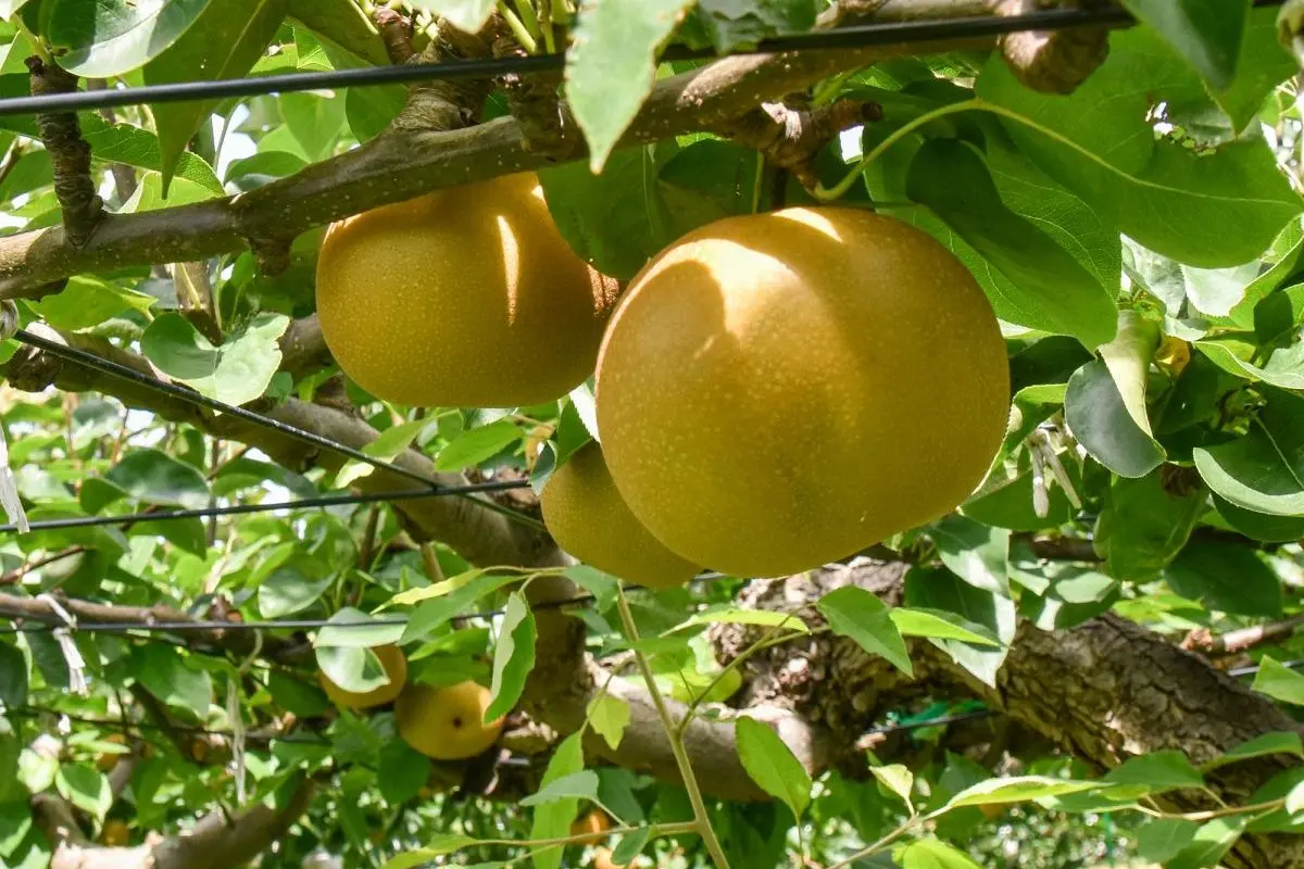 Fruit Dome Yamada Farm