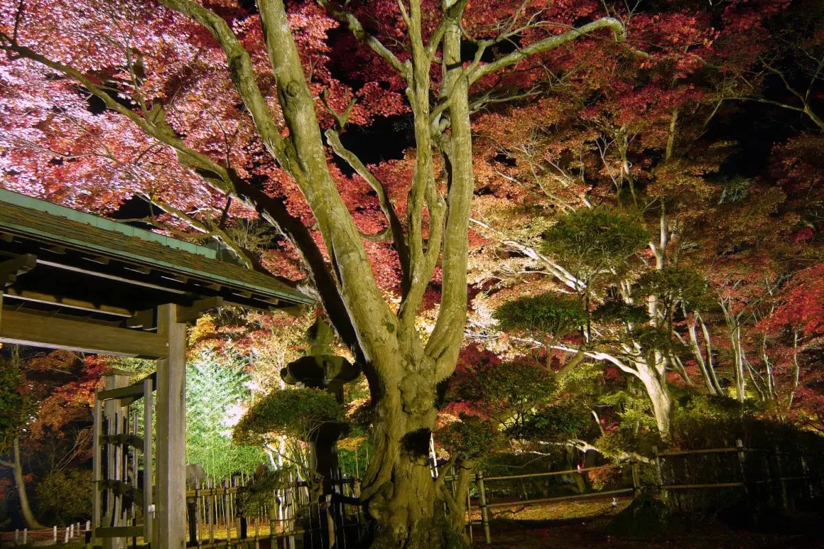 Momijien Maple Garden
