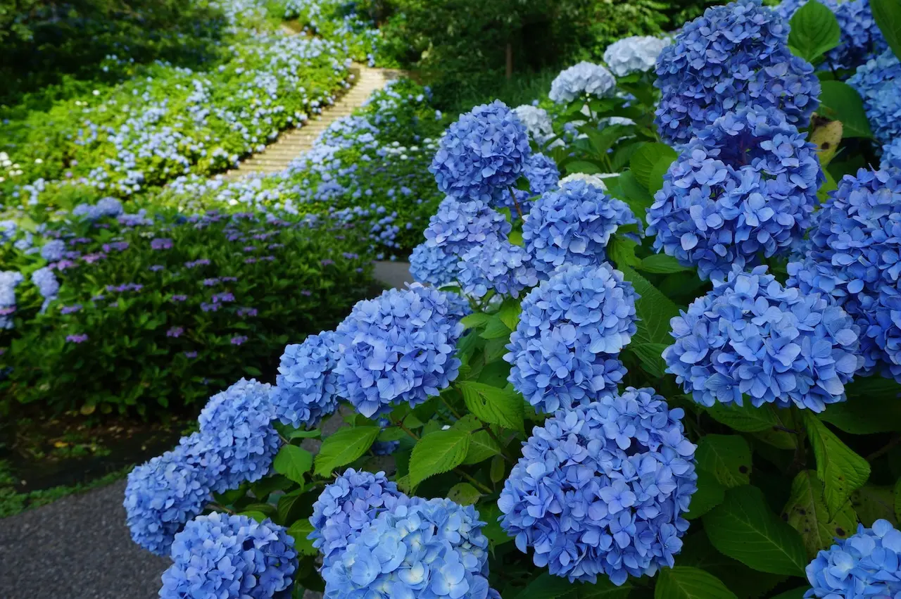 Echigo Hillside Park