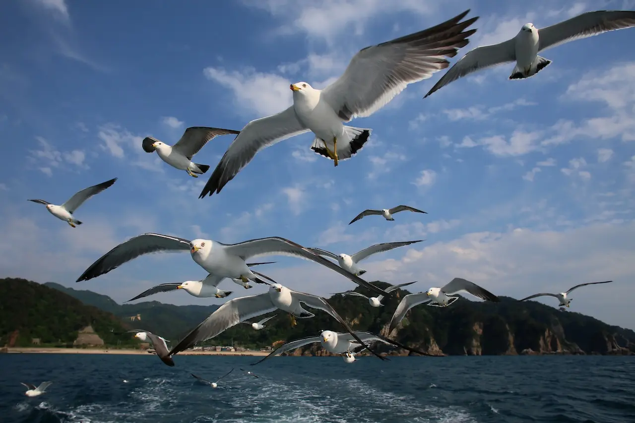 Sasagawa Nagare Coastline