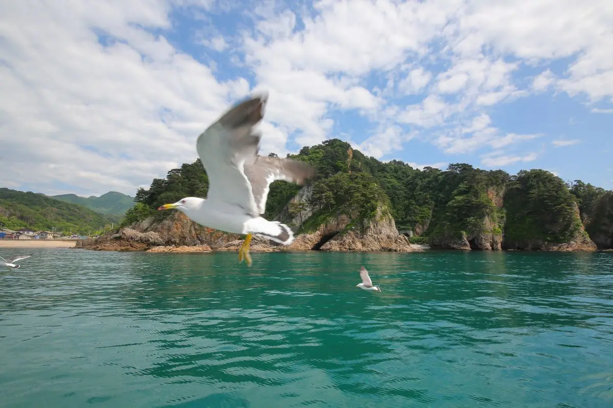 Sasagawa Flow Tourist Ship