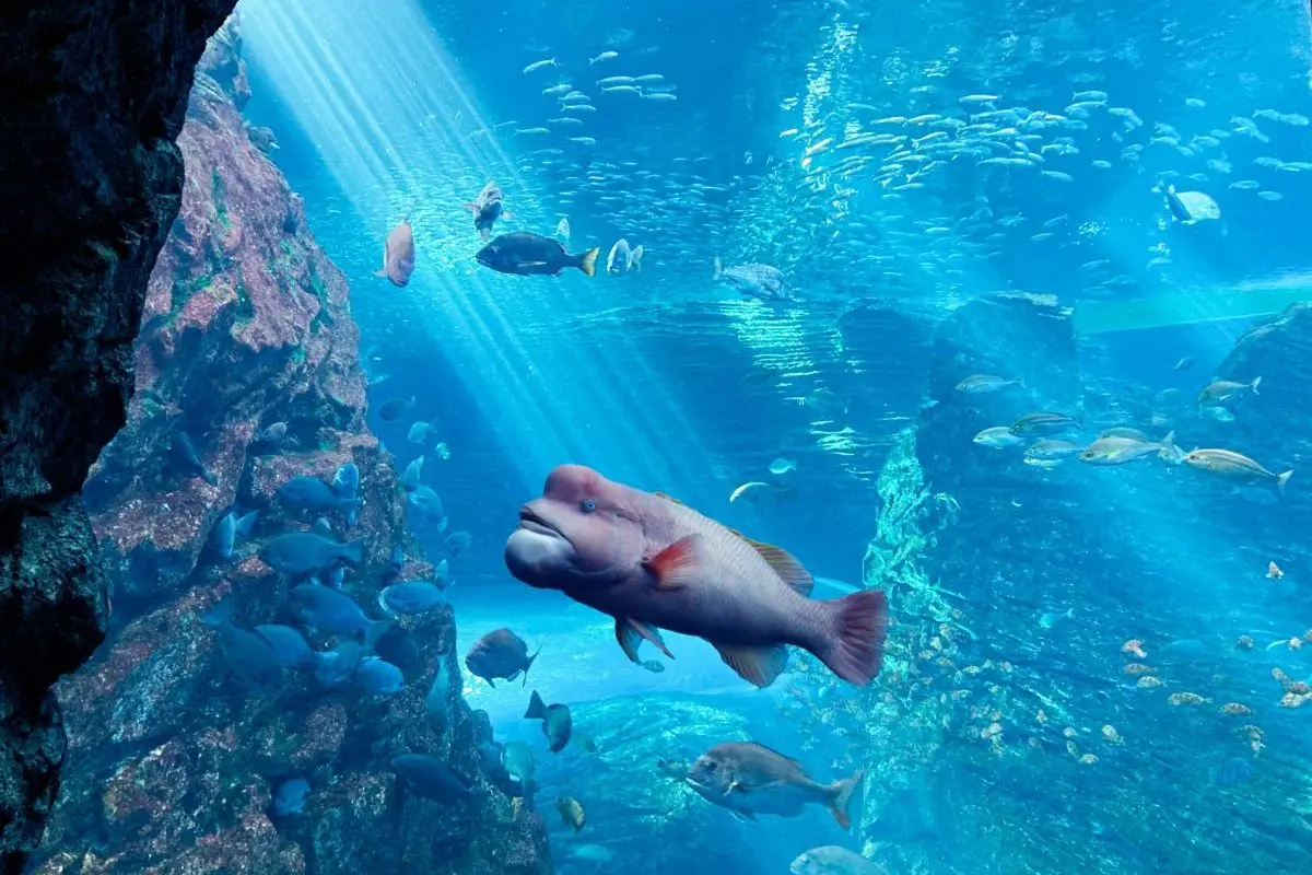 Joetsu Aquarium Umigatari