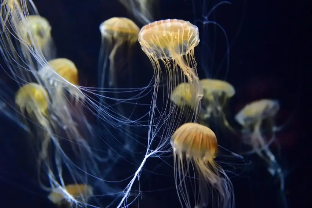 Marinepia Nihonkai – Niigata City Aquarium