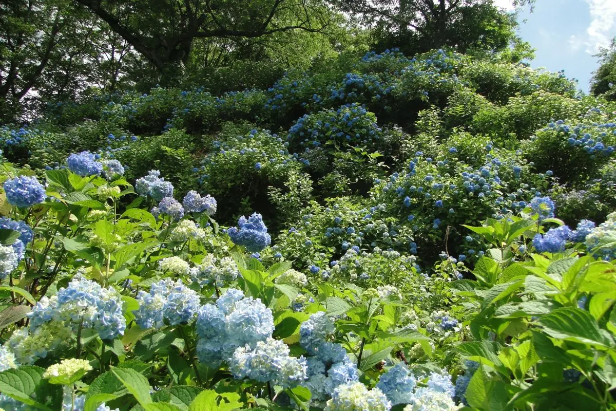Gomado-yama Hydrangea Garden