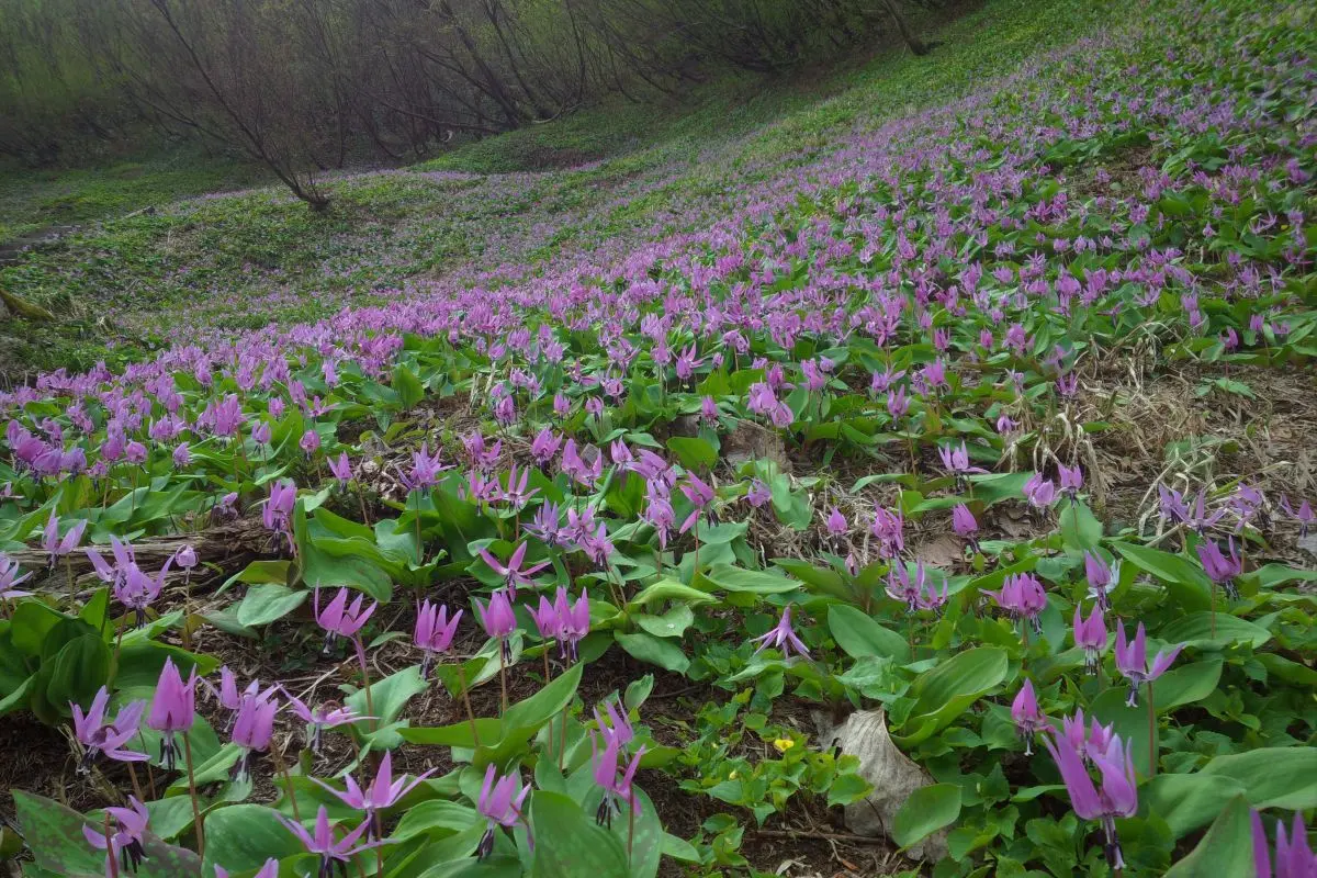 Oyu Onsen (Yunotani Hot Spring Area)