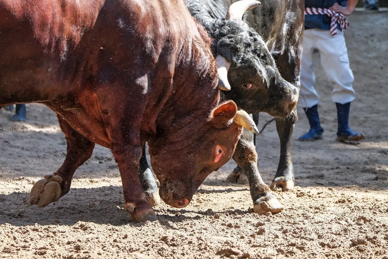 Bull Fighting (Ojiya, Yamakoshi)