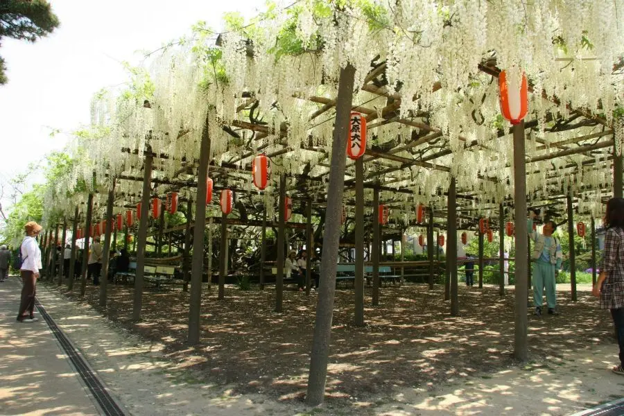 The Great White Wisteria of Hachioji