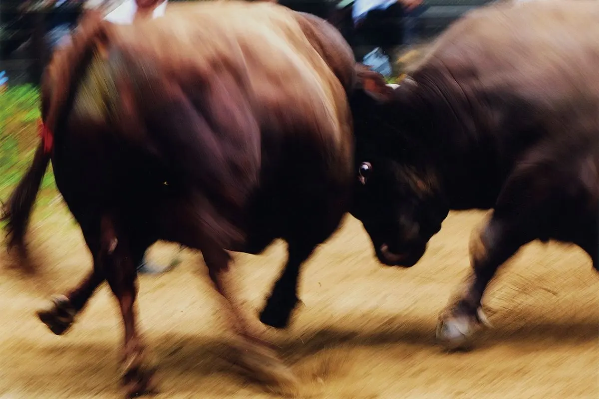 Bull fighting