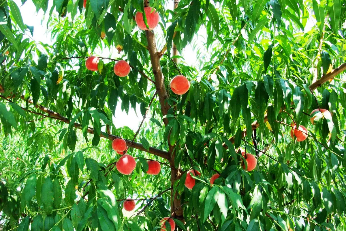Fruit Dome Yamada Farm