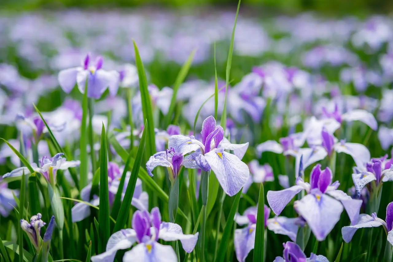 Lake Hyoko Iris Garden