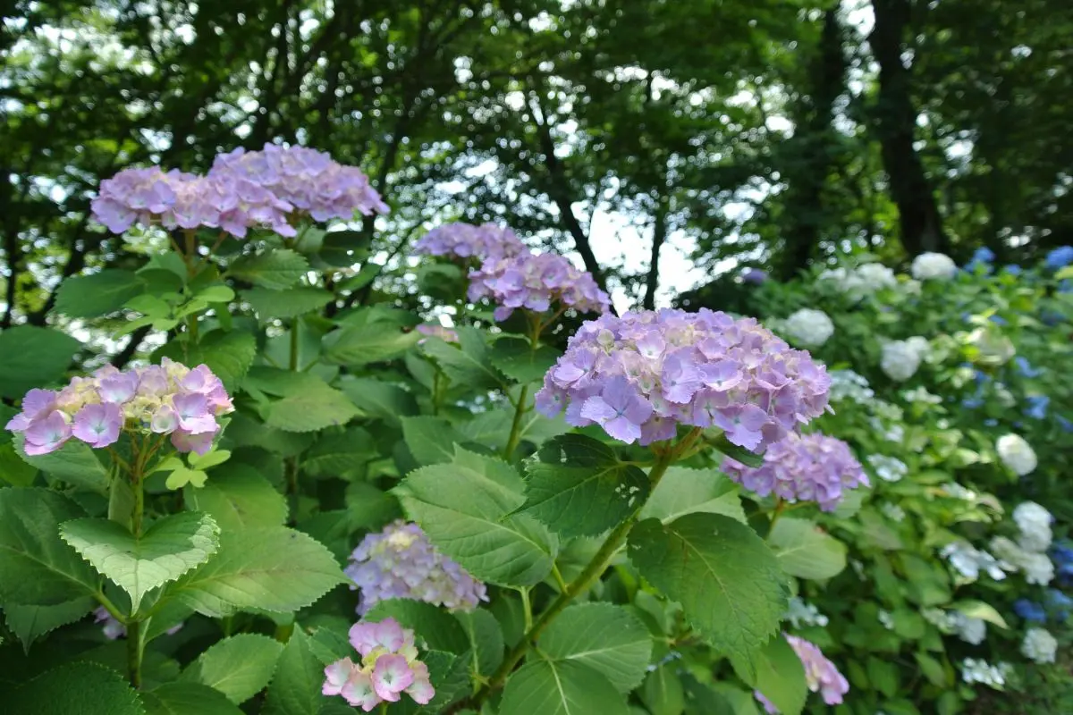 Gomado-yama Hydrangea Garden