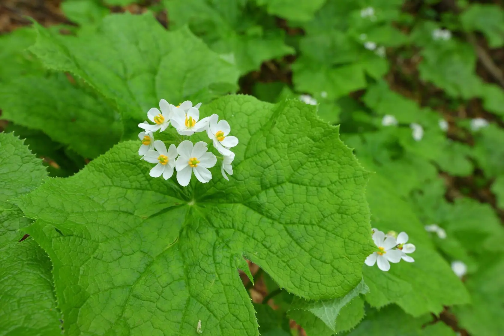 Mount Hakkai Ropeway and Observatory