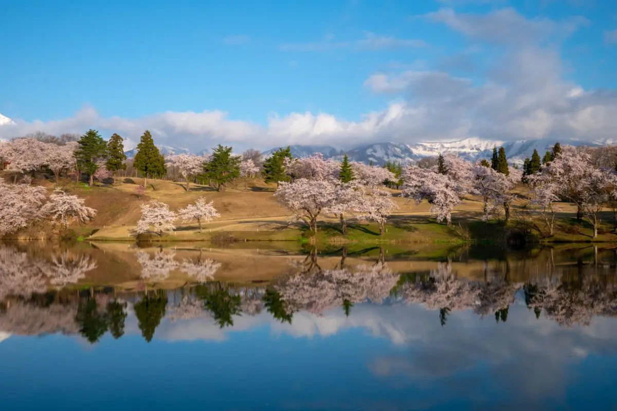 Cherry Blossoms around Matsugamine and Mt. Myoko