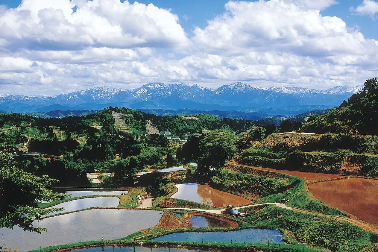 Yamakoshi Rice Terraces