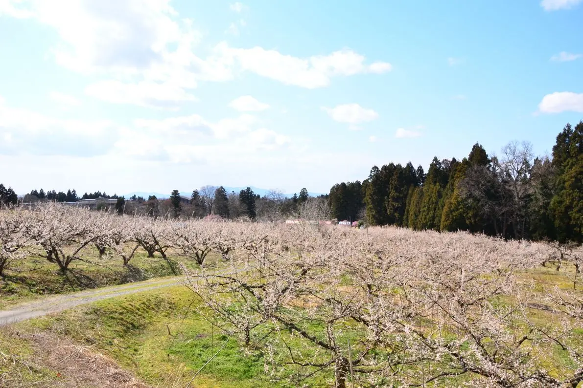 Tagami Plum Park
