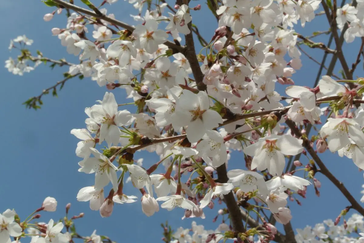 Bunsui Geisha Parade