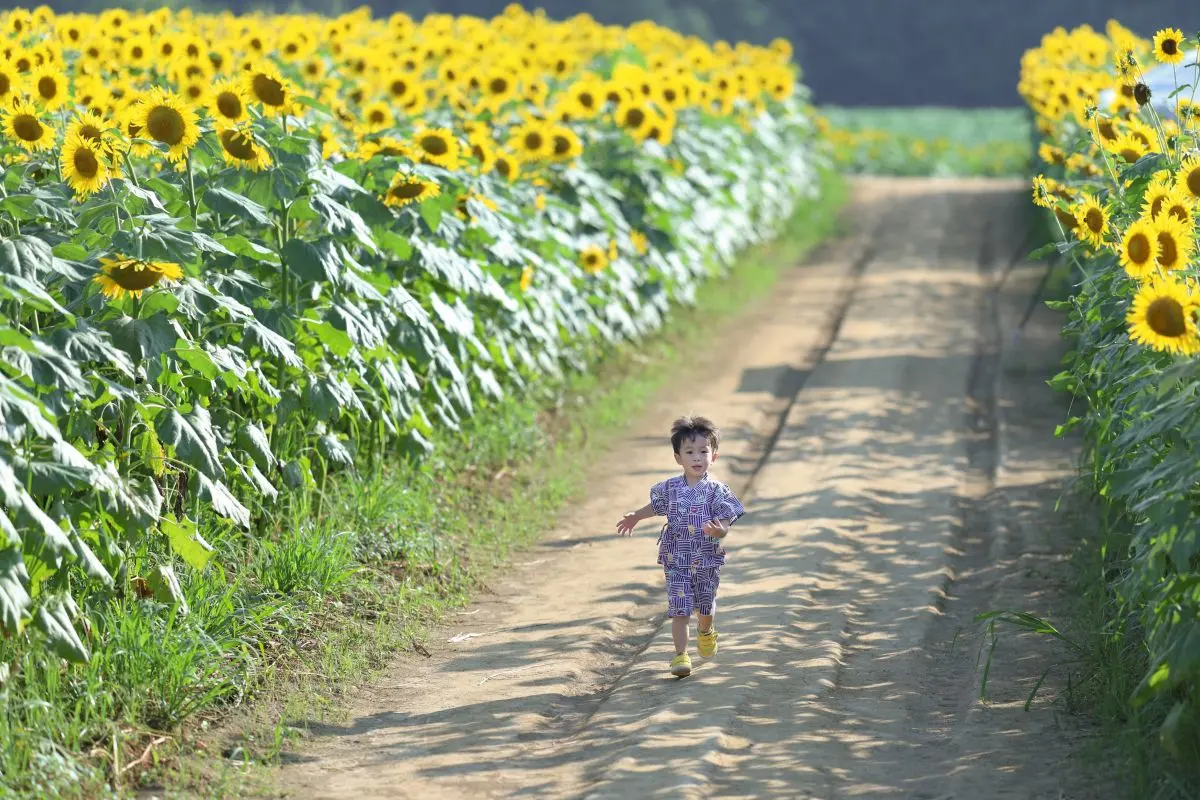 Tsunan Sunflower Field