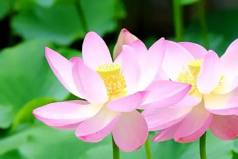 Northern Culture Museum and Ito Estate