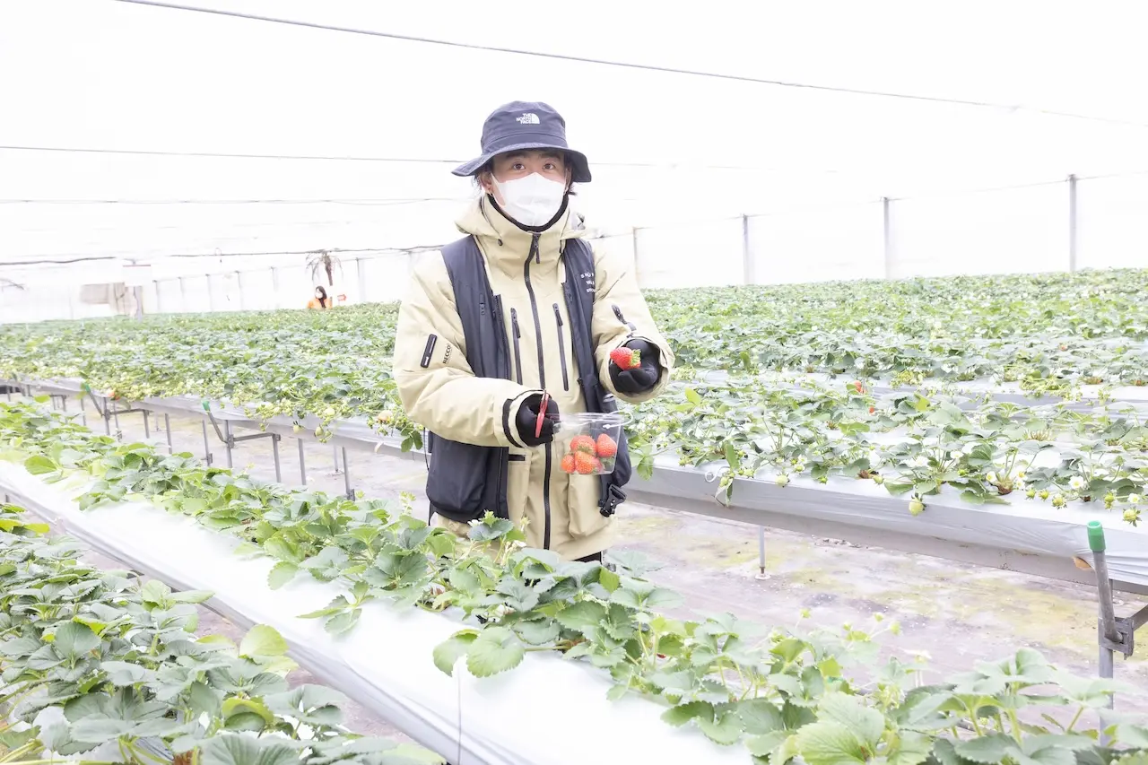 Fruit Garden Shirone Grapes Garden
