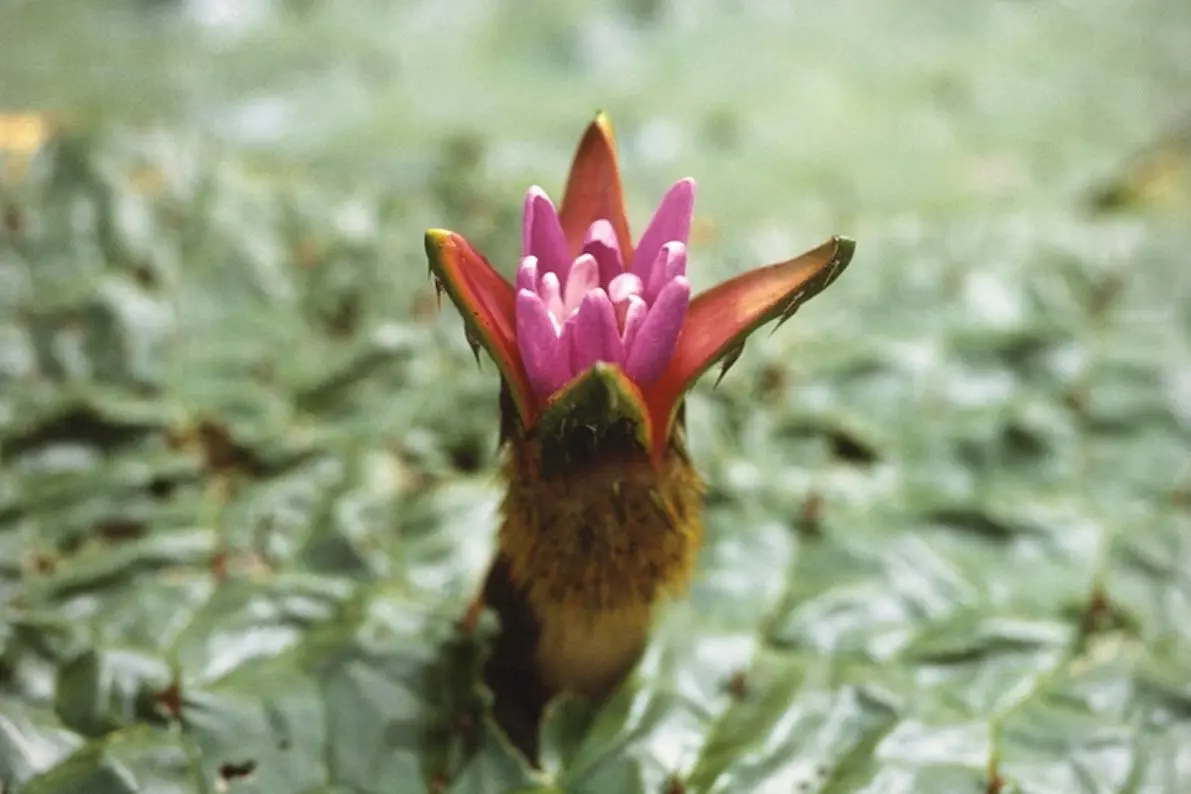 Fukushimagata Lagoon