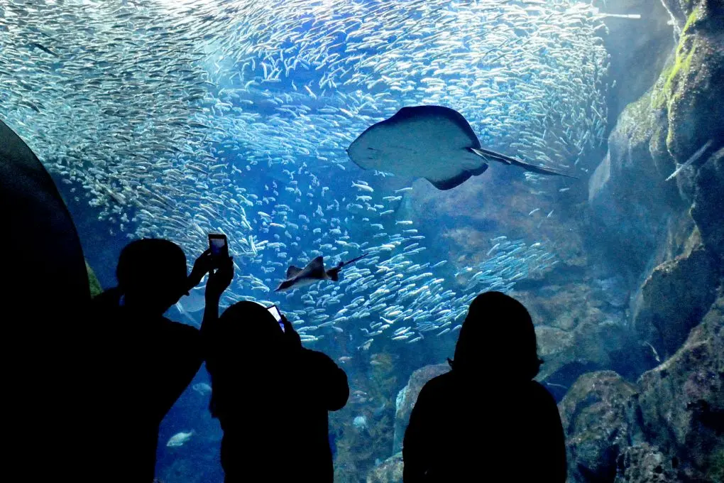Marinepia Nihonkai – Niigata City Aquarium