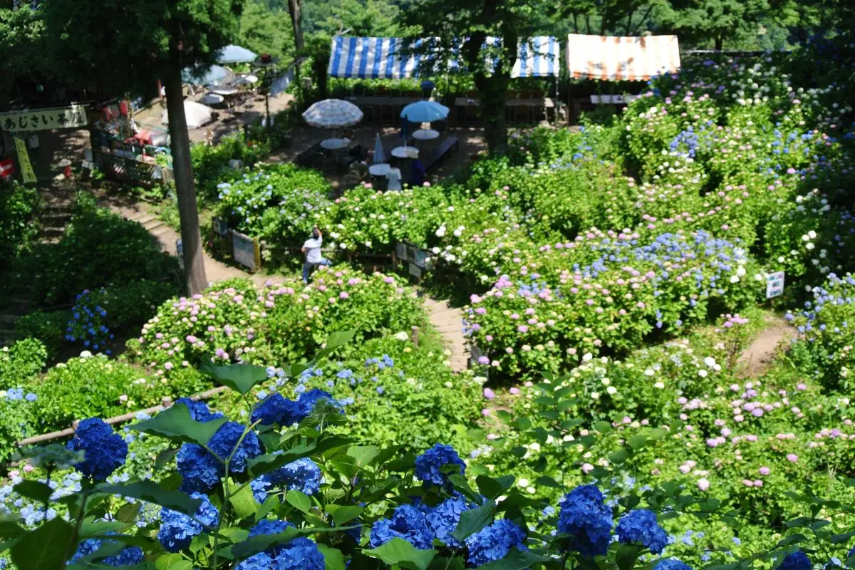 Gomado-yama Hydrangea Garden