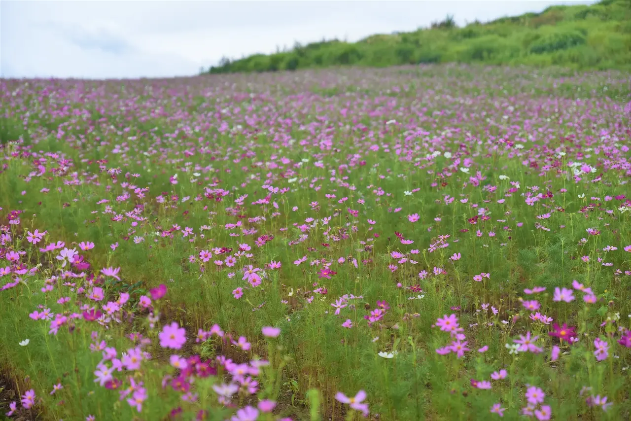 Uwappara Cosmos Park