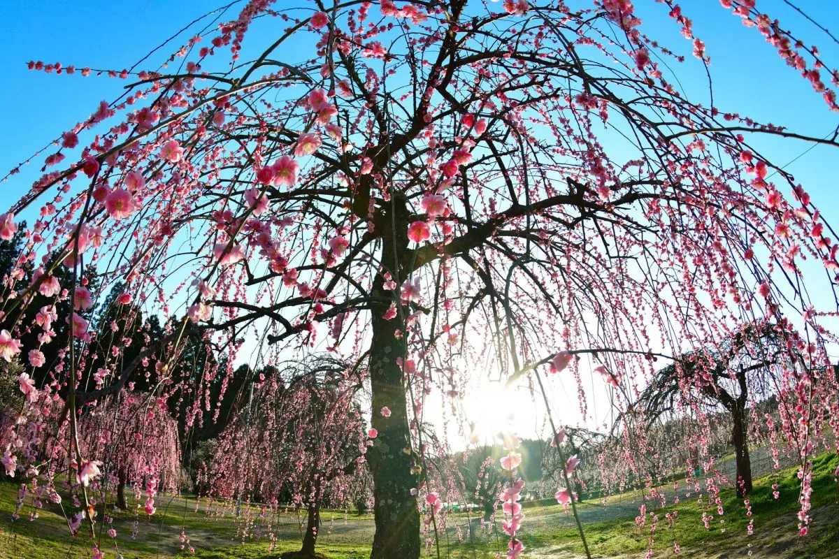 Tagami Plum Park