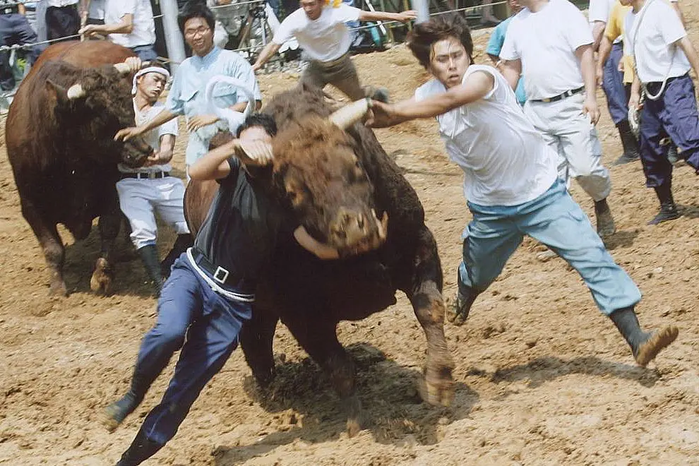 Bull fighting