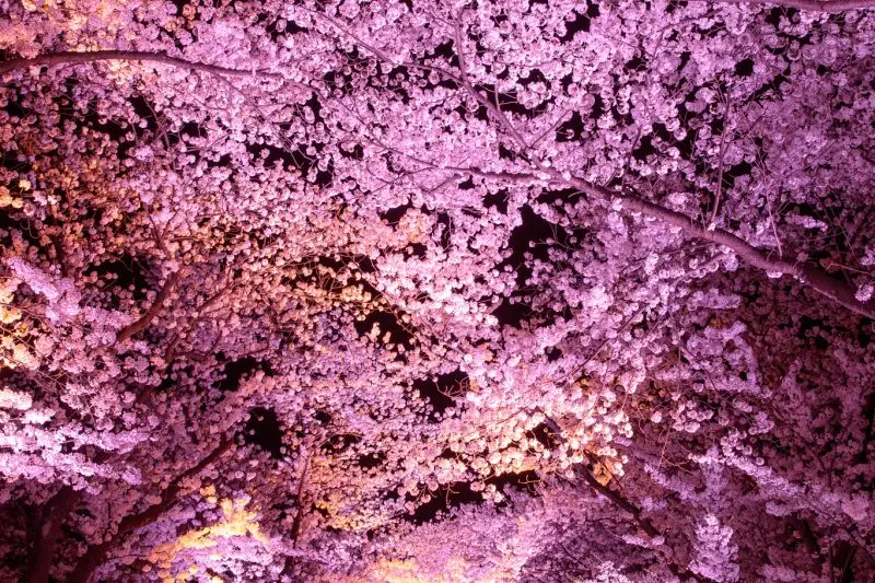 Takada Castle Site Park Cherry Blossom Festival