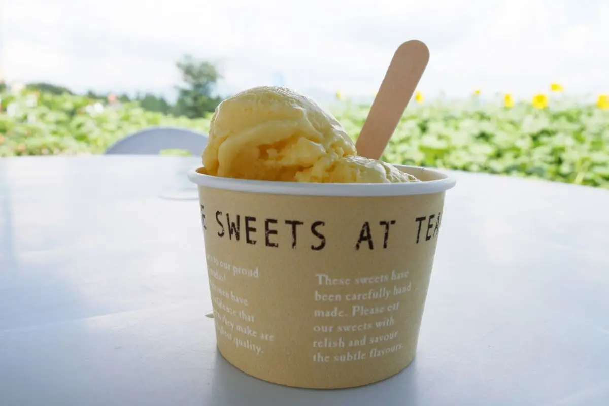 Tsunan Sunflower Field