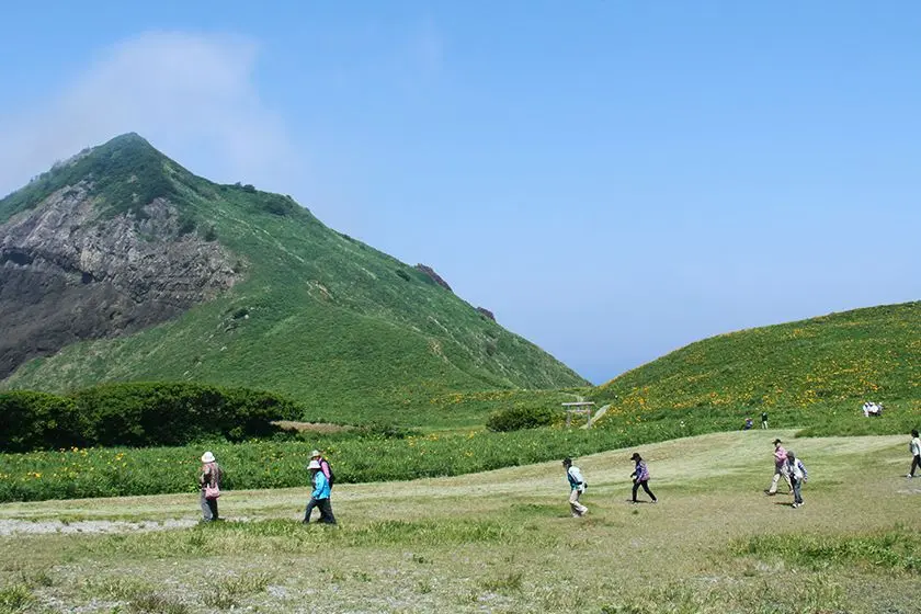 Tobishima Liquorice Flowers at Onogame