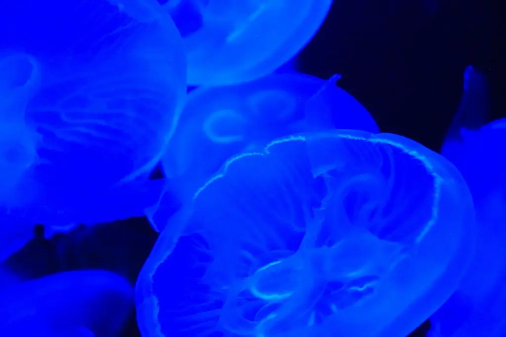 Marinepia Nihonkai – Niigata City Aquarium