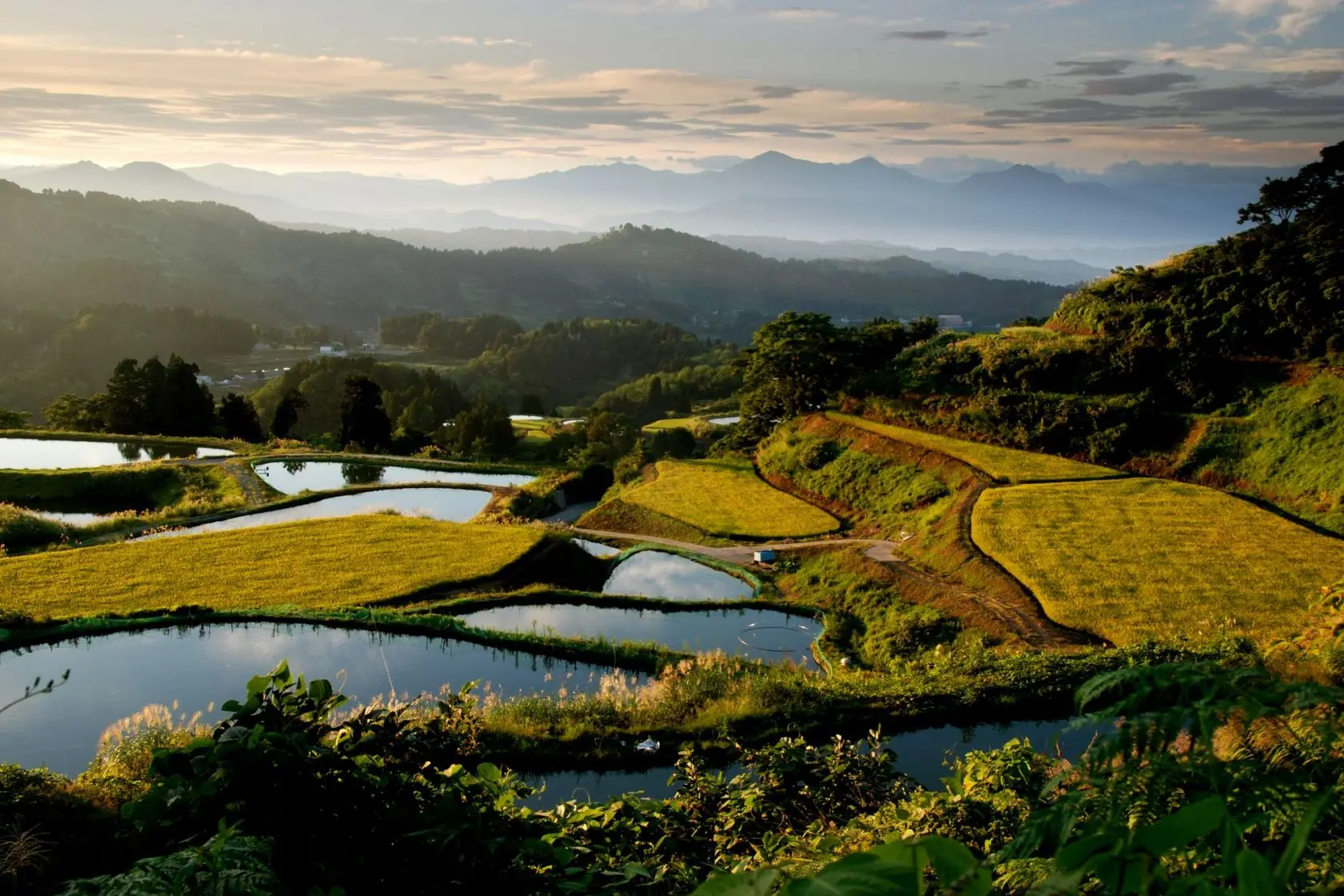 Yamakoshi Rice Terraces