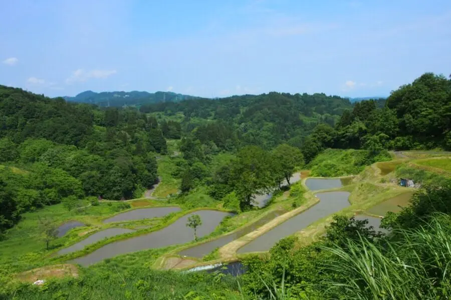 Kamou Rice Terraces