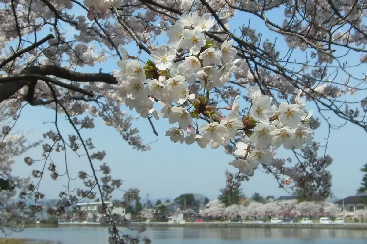 Takada Castle Site Park Cherry Blossom Festival