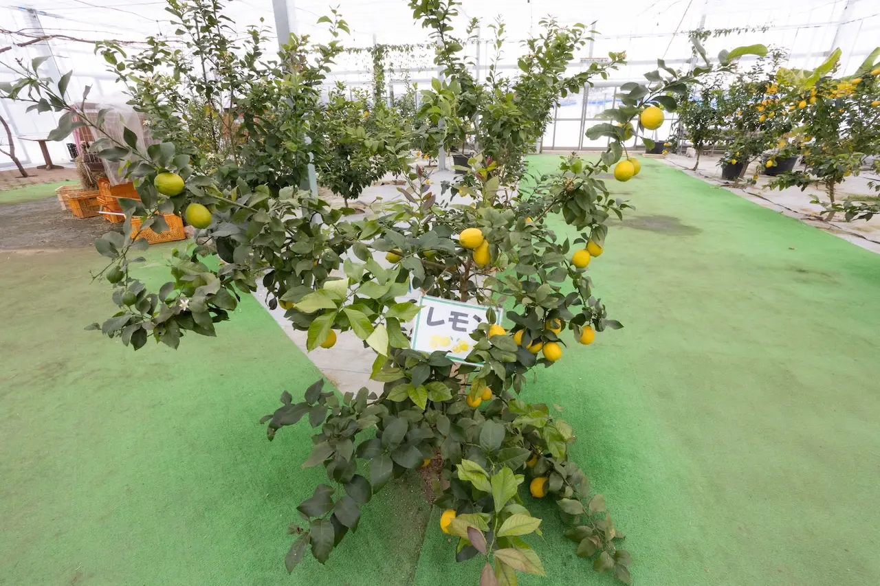 Fruit Garden Shirone Grapes Garden