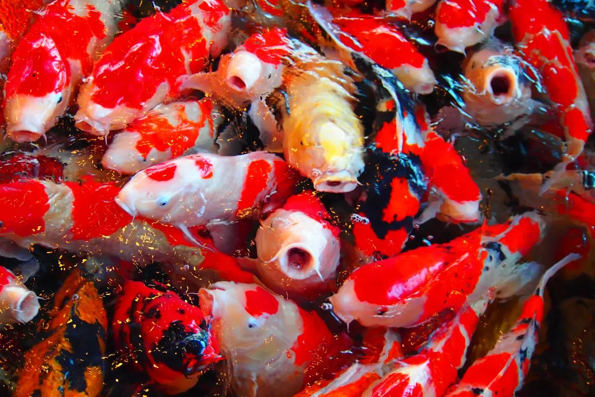 Ojiya Nishikigoi no Sato