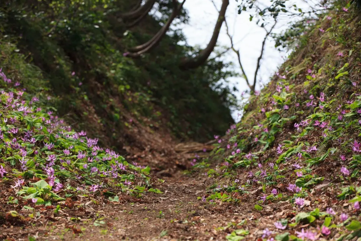 Site of Kasugayama Castle