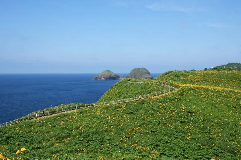 Tobishima Liquorice Flowers at Onogame