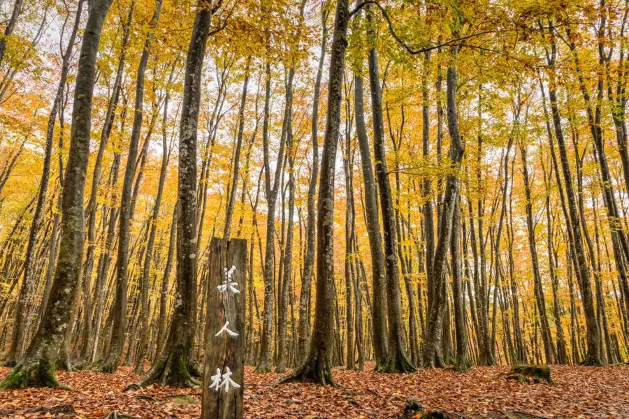 Bijinbayashi Forest