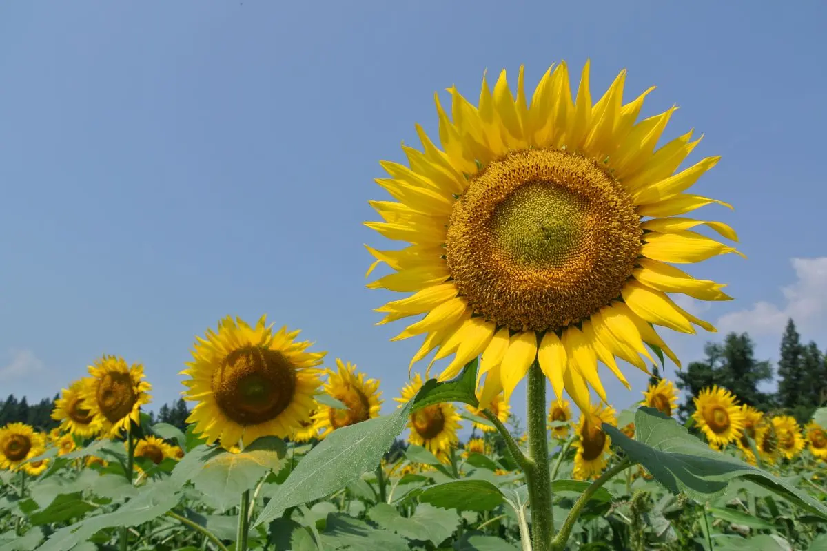 Tsunan Sunflower Field
