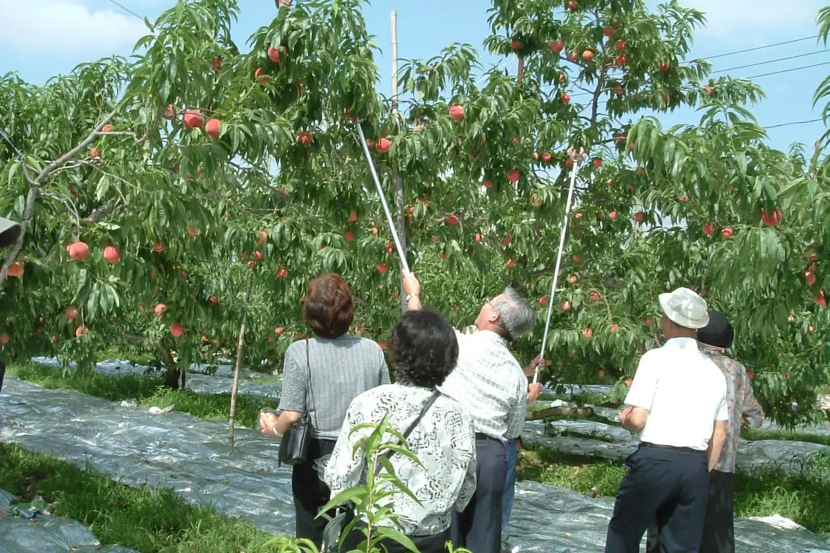 Fruit Dome Yamada Farm