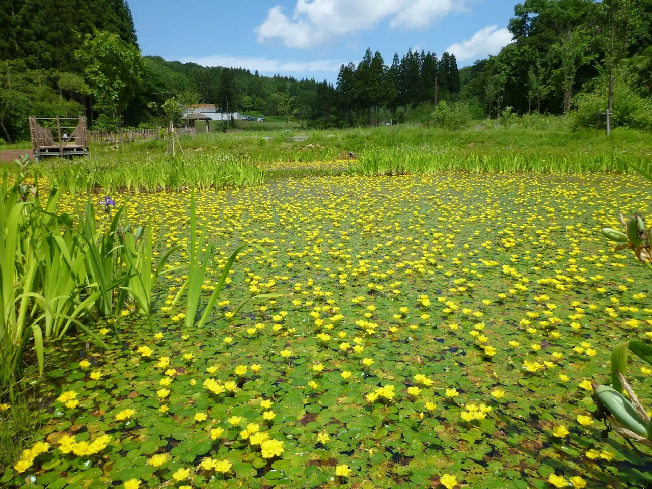 Echigo Hillside Park