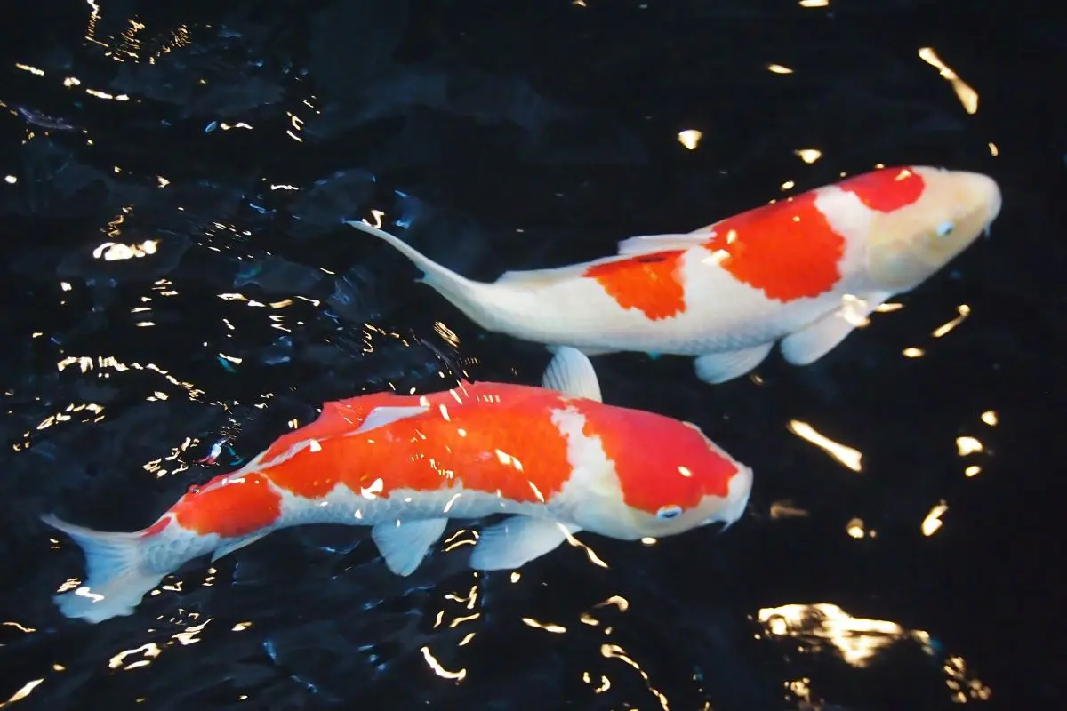 Ojiya Nishikigoi no Sato